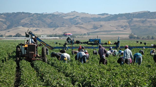 Farm workers working in a field. 