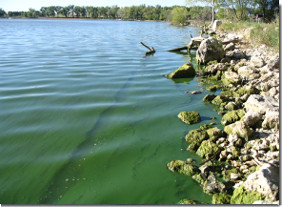 blue-green algae on rocks