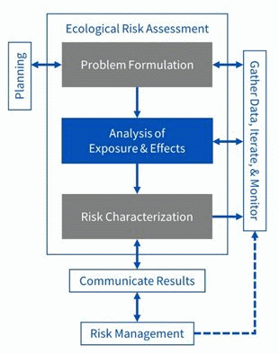 This is a diagram of the 3-phase Ecological Risk Assessment Process, highlighting Analysis (phase 2) which is to provide the ingredients necessary for determining or predicting ecological responses to stressors under exposure conditions of interest.