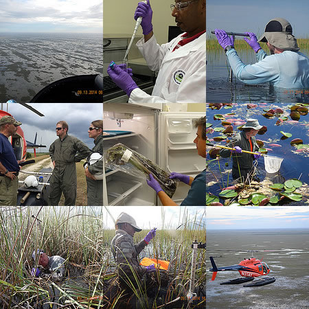 Collage of images of people working in Everglades Ecosystem Assessment