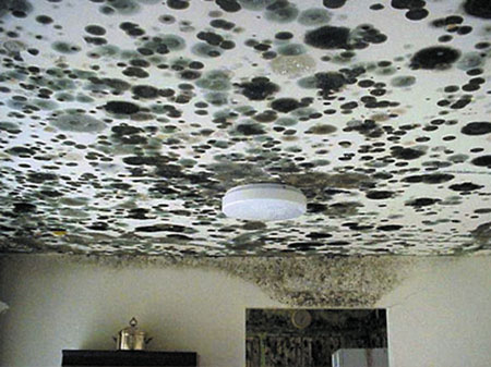 image of mold on a ceiling