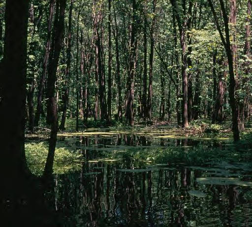 Image of a wetland with trees in New York