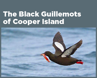 Photo of Black Guillemot flying over water with a fish in its beak. 