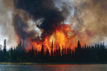 Image of a forest fire burning tall trees and black smoke rising in a cloud