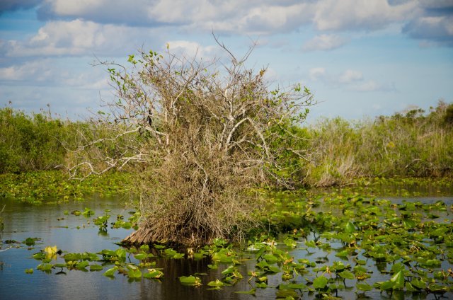 Image of a wetland with a tree in it