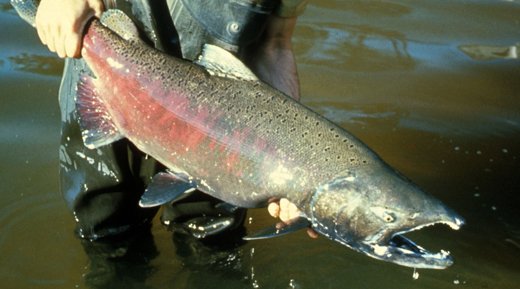 Chinook salmon ready to spawn. Photo courtesy of U.S. Fish and Wildlife Service.