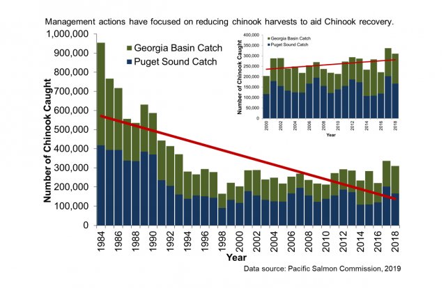 Chart showing declining numbers of Chinook salmon caught in Puget Sound and the Georgia Basin annually since 1984. Source: Pacific Salmon Commission, 2019.