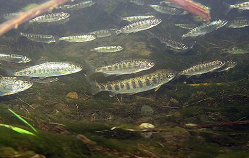 Chinook salmon smolts. Photo credit: U.S. Fish and Wildlife Service.