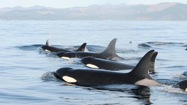 A group of Southern Resident Killer Whales in the Salish Sea. Photo credit: NOAA Fisheries.
