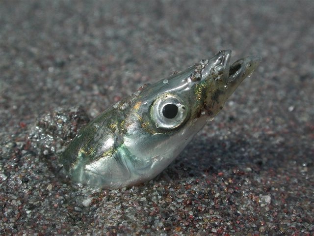 Pacific sand lance burrowed in the sandy seafloor. Photo courtesy of Mandy Lindeberg/NOAA.