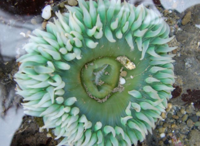 Green anemone. Photo courtesy of Seattle Aquarium and NOAA Olympic Coast National Marine Sanctuary.