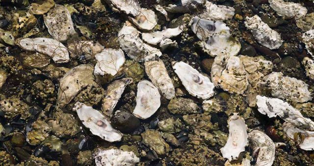 Oyster shells in the Salish Sea intertidal zone. Photo courtesy of Washington Department of Ecology.