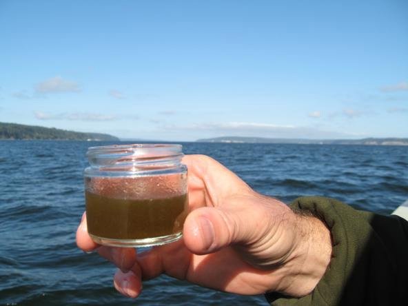 Hand holding sample of marine water from the Salish Sea. Photo courtesy of Washington Department of Fish and Wildlife.