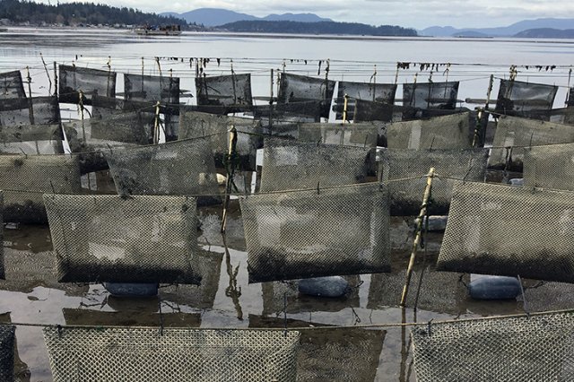 Pacific Oysters growing in flip bags at Taylor Shellfish farm in Samish Bay, Washington. Photo courtesy of NOAA Fisheries.