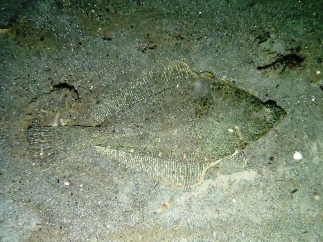 An English sole camouflaged in the sand. Photo credit: Nancy Elder, USGS, Western Fisheries Research Center, Marrowstone Marine Field Station. Public domain. 