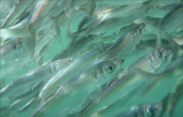 Pacific herring swimming. Photo courtesy of Puget Sound Partnership.
