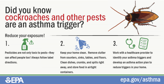 image of an asthma trigger - pests