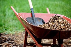 Wheelbarrow full of mulch