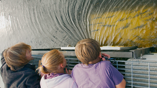 Children watching herring swim in a tank