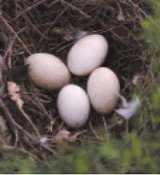 eggs in birds' nest