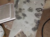 Sections of moldy gypsum board.