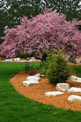 Purple flowery tree with soil and mulch