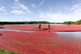 People harvesting cranberries