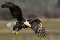  Bald Eagle flying 