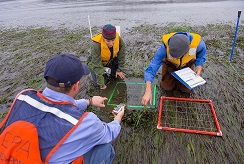 Ecosystem researchers in a marsh