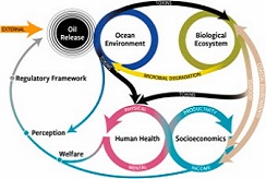 A flowchart illustrating the impacts of oil spills on the ocean environment, biological ecosystem, human health, and socioeconomics
