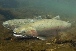 A pair of steelhead trout swimming near the river bottom