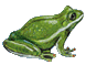 An illustrated frog