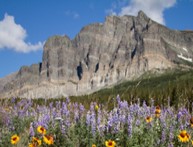 Flowers with mountain in background