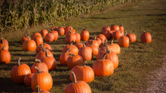a field with dozens of ripe pumpkins sitting in it.