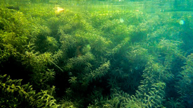 Bright green Hydrilla underwater in the great lakes.