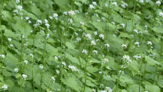 closeup image of garlic mustard flower and leaves