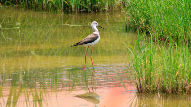 bird perched in salt marsh