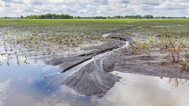 Flooded crop field