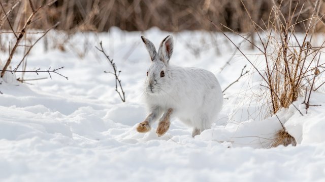When hare in the snow.