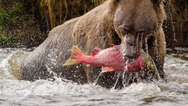 Bear catching salmon in river