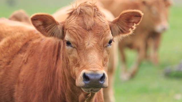 A light brown cow standing in a grazing pasture looks at the camera