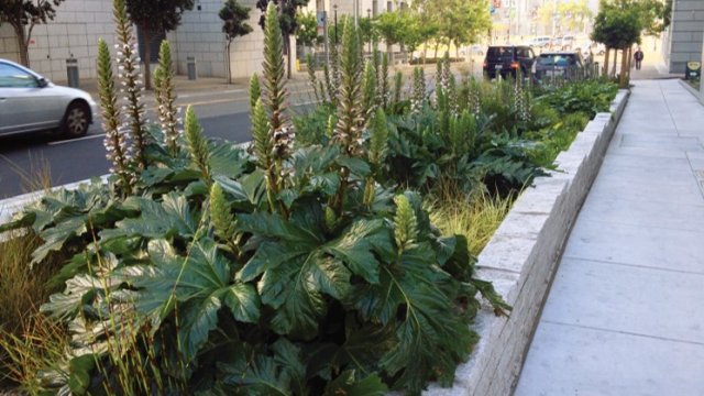 Green infrastructure with plants between a sidewalk and urban roadway.