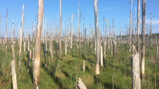 A stand of dead trees in a salt marsh