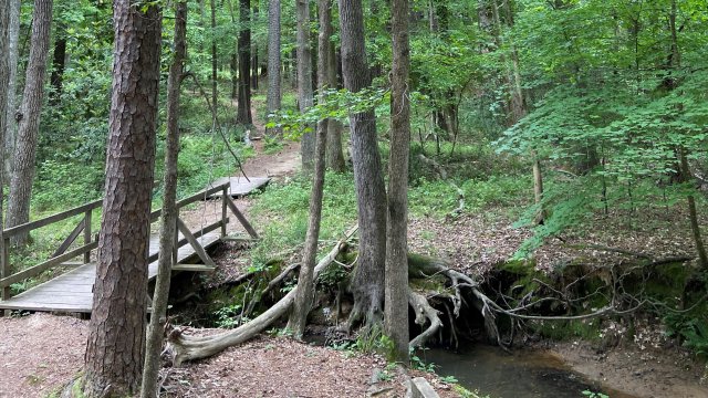 Image of trees and a small wooden bridge over a brook.