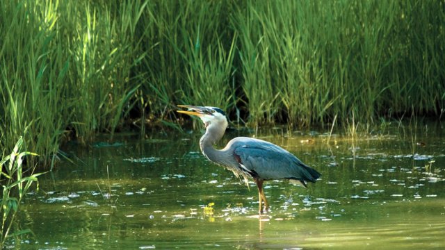 Image of a blue heron with one legged raised standing in water with reeds in the background.