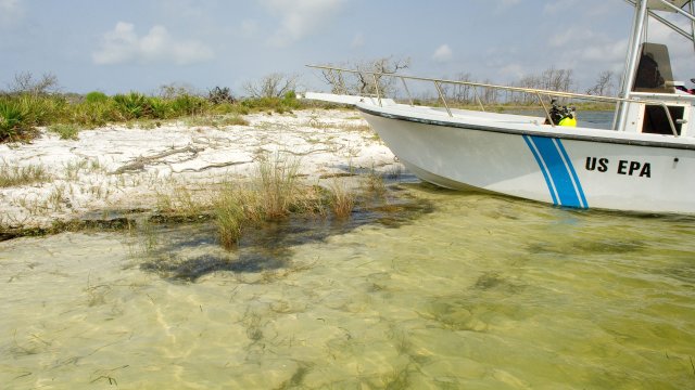 Image of an EPA boat in the water on a sandy shore with sea grass and other plants.