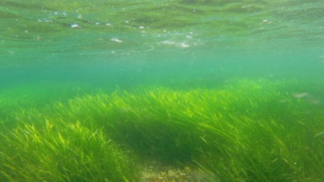 Eelgrass can occur in thick extensive meadows (photo: Phil Colarusso)