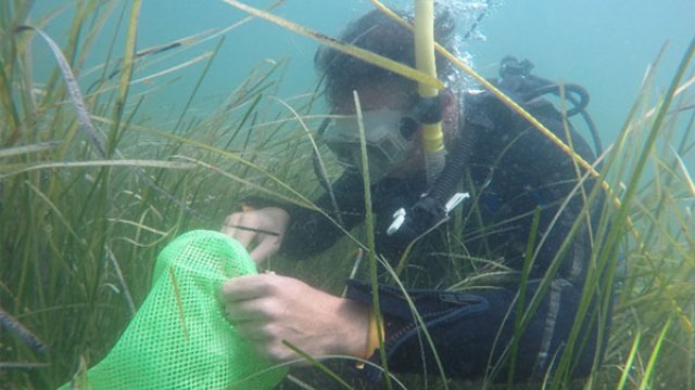 Diver collecting sample in eelgrass 