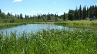 Northeast Pond at a Two Medicine Waters facility