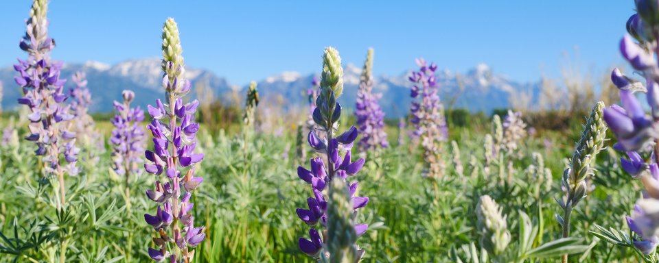 field of lupine at Wyoming's National Elk Refuge with mountain in the background. USFWS public domain.